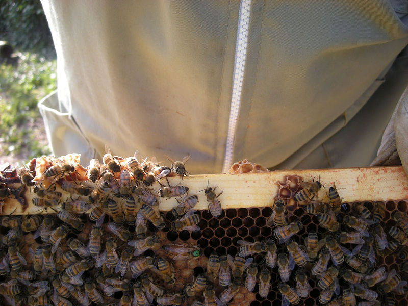 La ruche Stode Bopied